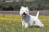 WESTIE 206